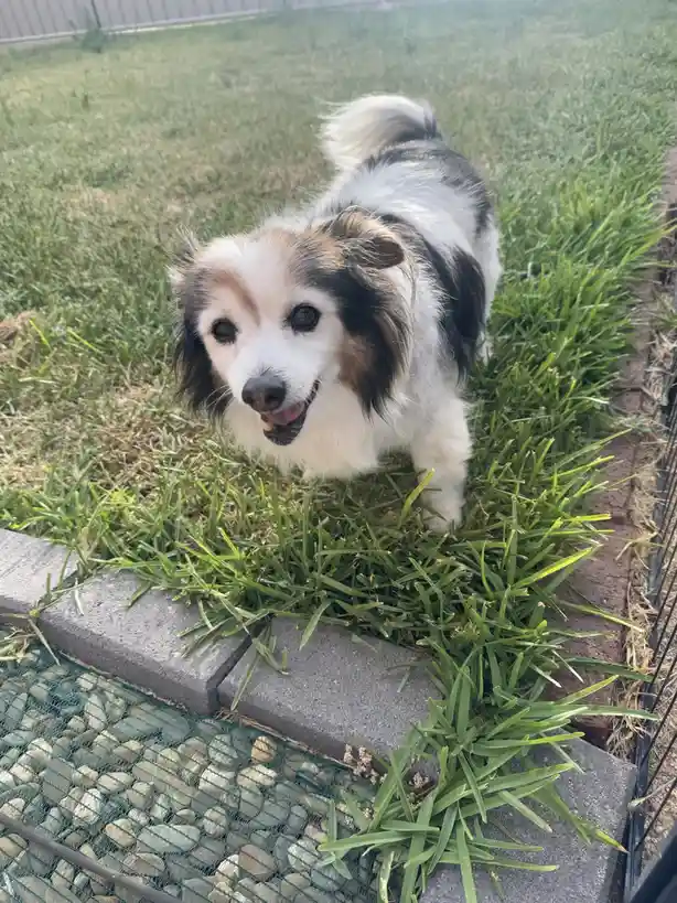 Daily Dose of My Adorable Dog Panko