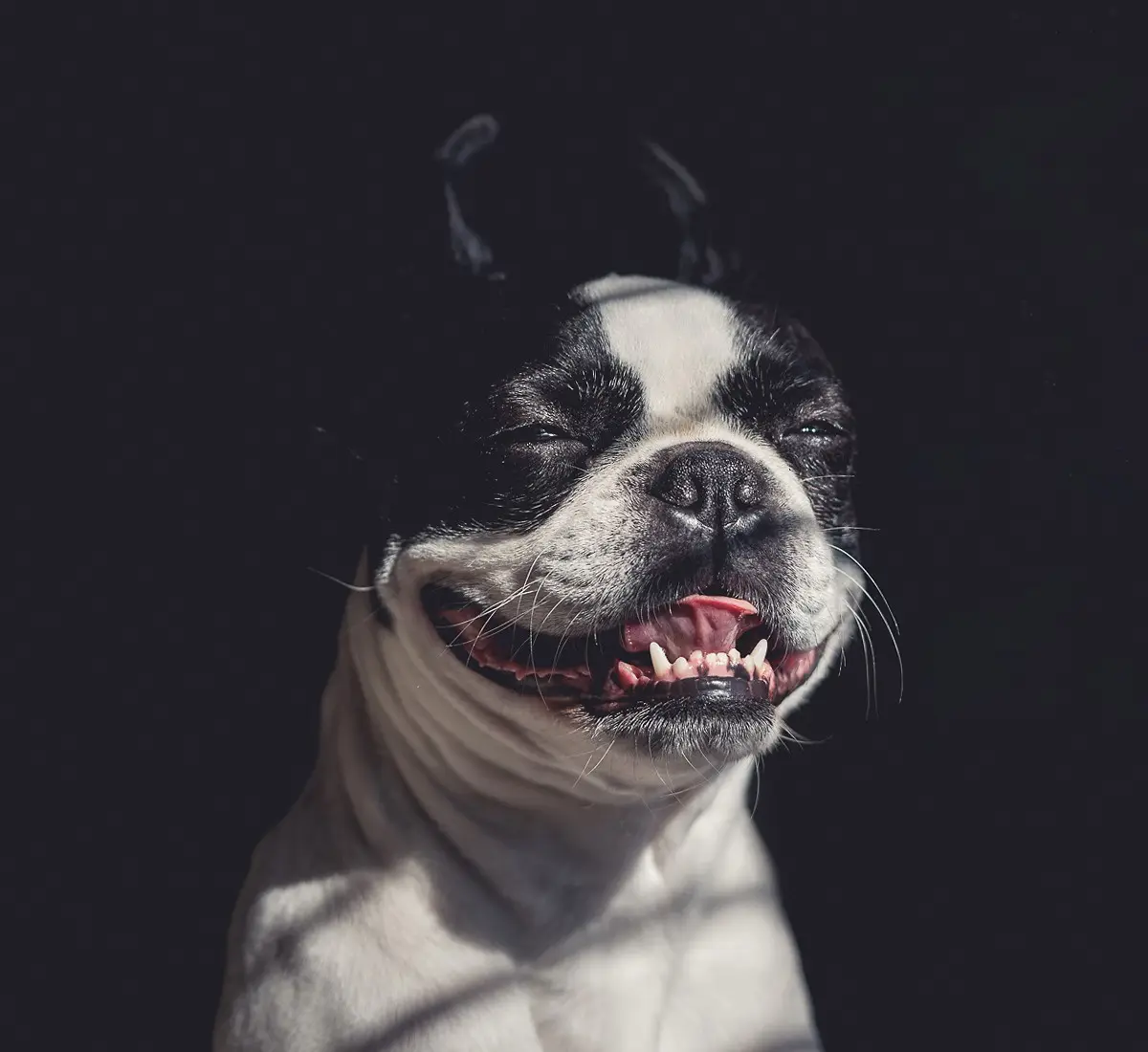 A black and white Boston Terrier dog with its mouth open, showing teeth, and eyes half-closed in a smug or unimpressed…