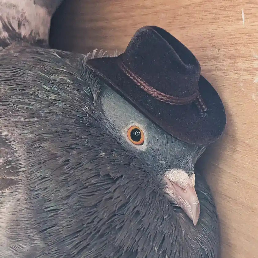 a close-up photo of a grey pigeon resting on a wooden surface, wearing a small black felt cowboy hat with a brown braided…