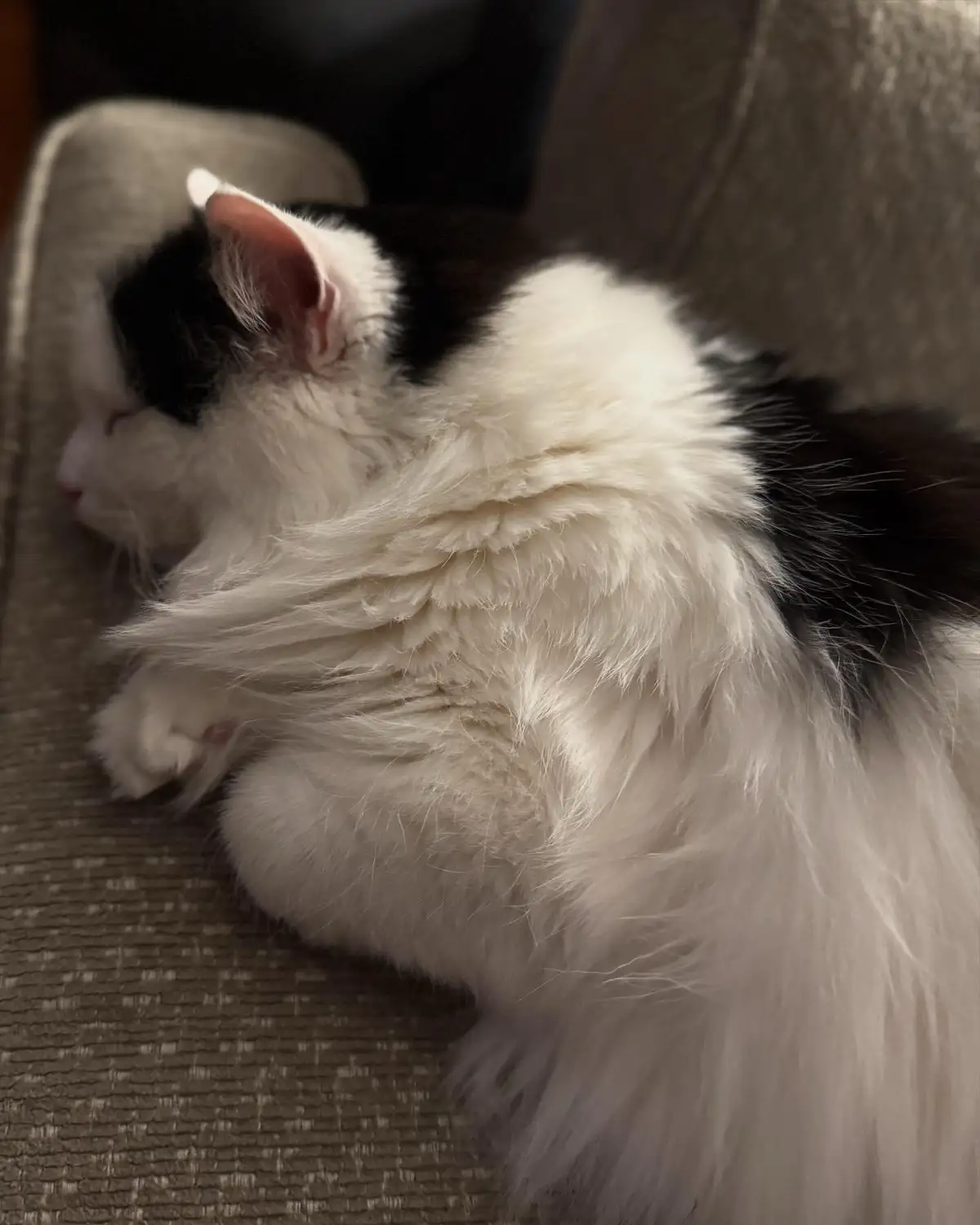 A fluffy black-and-white cat is curled up sleeping on a textured gray couch, its fur ruffled and its eyes closed. The…