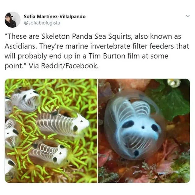 The image displays two photos of translucent marine invertebrates called Skeleton Panda Sea Squirts or Ascidians. They have…
