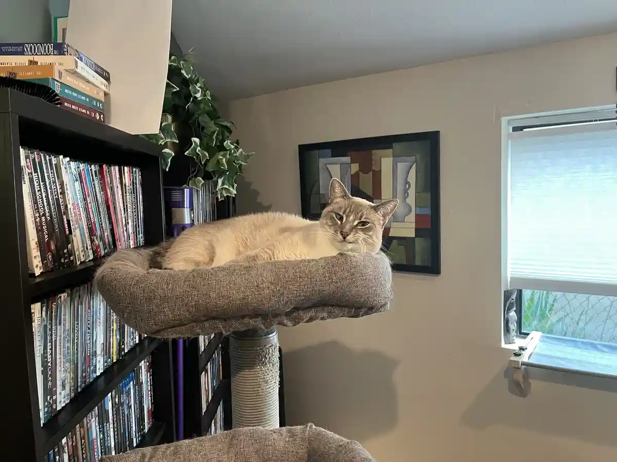 Daily Dose of My Cat Ivy: Day 336