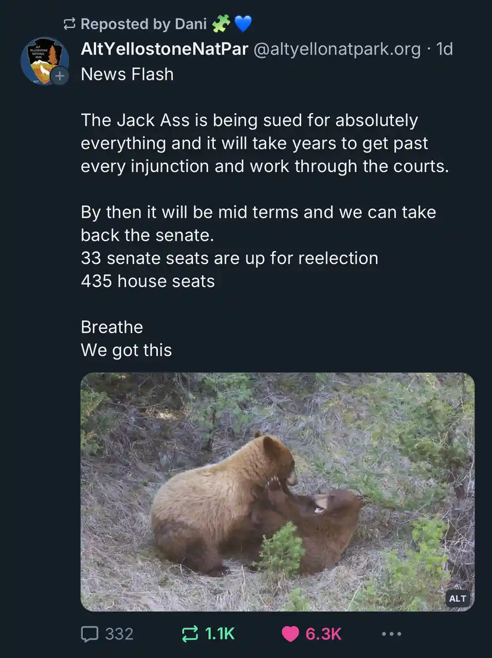 A screenshot of a tweet from 'AltYellowstoneNatPar' shows a photo of two brown bears play-fighting in a grassy, brushy area…