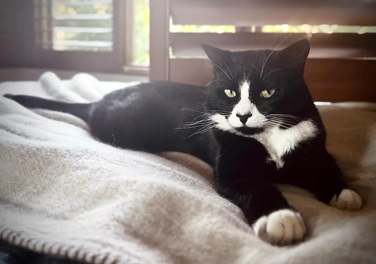 A black and white cat with a white chest and paws lies relaxed on a soft, textured blanket, looking directly at the camera…