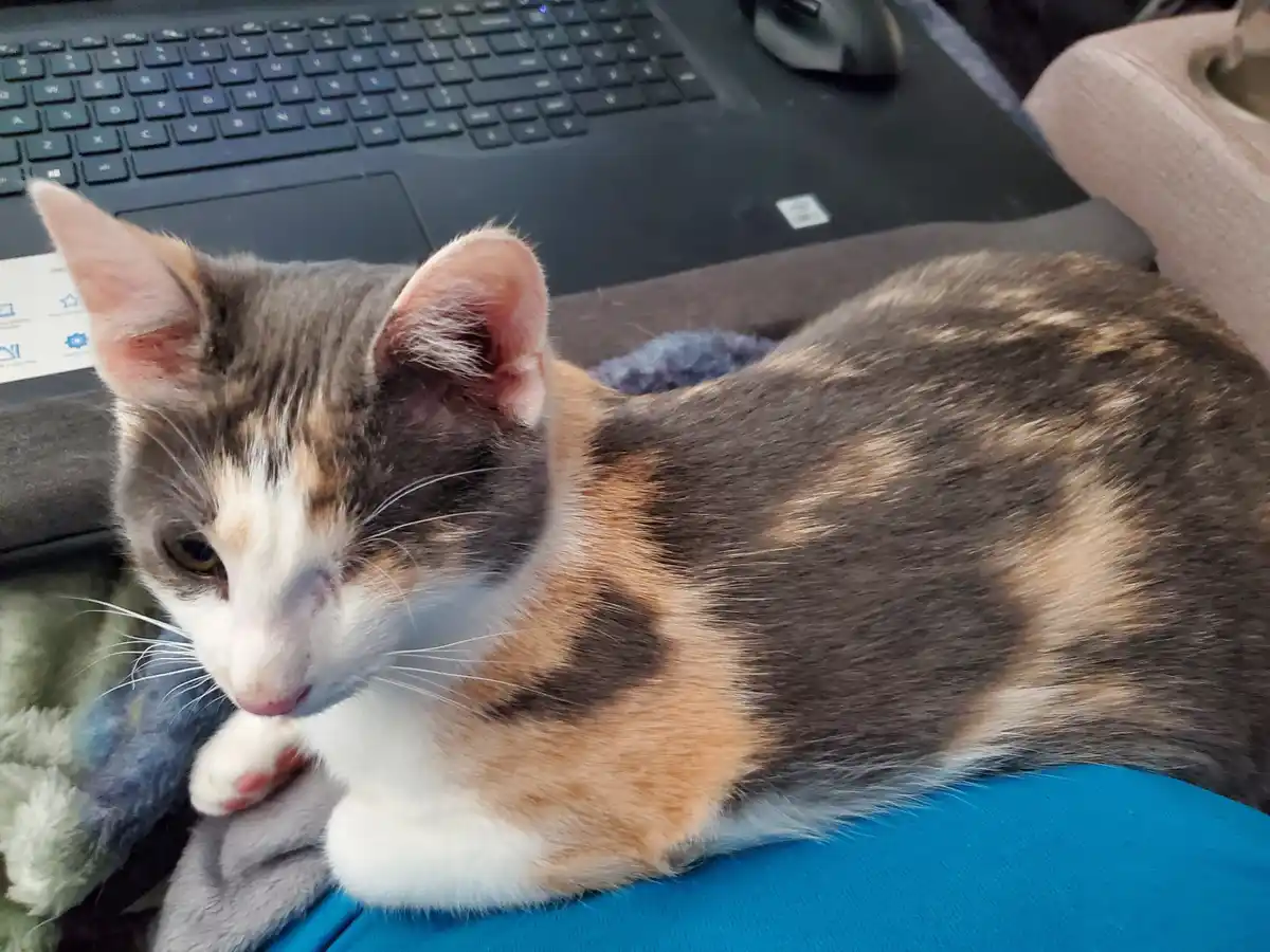 A calico cat with grey, orange, and white fur is lying on a blue surface, possibly a person's lap, with a laptop keyboard…