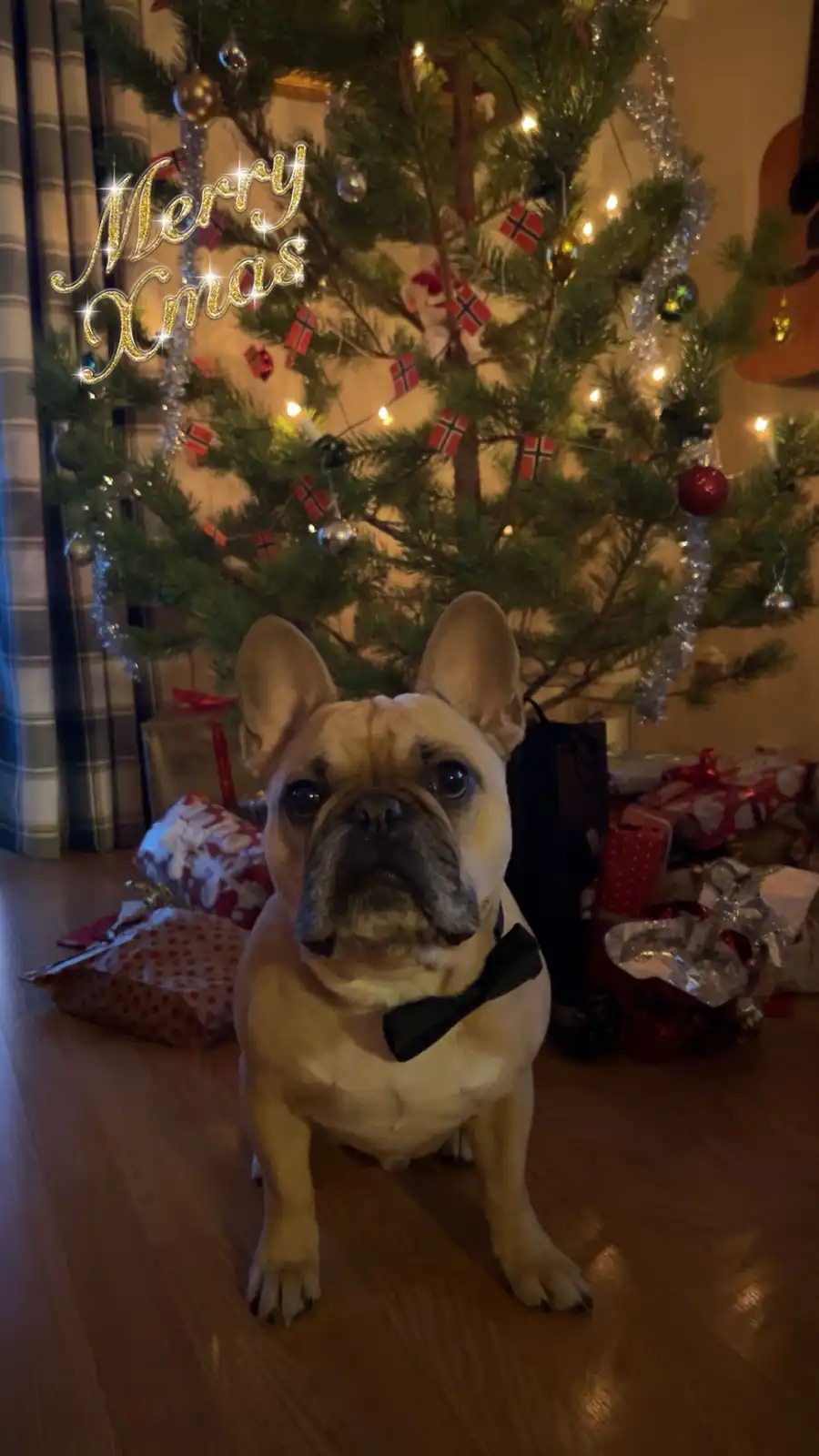 A light-fawn French bulldog wearing a black bowtie sits solemnly on a wooden floor in front of a decorated Christmas tree…