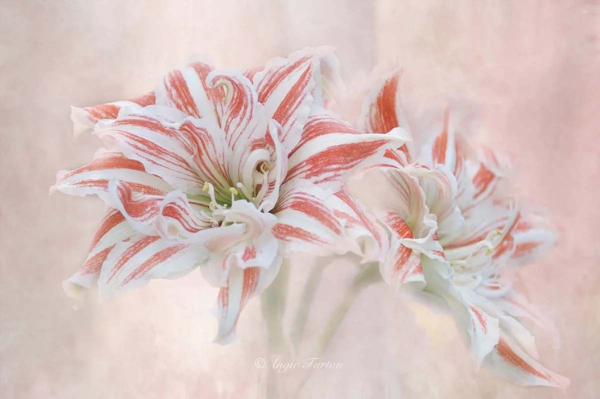 A soft-focus photograph shows several amaryllis flowers with white petals streaked in red, set against a pale pink, textured…