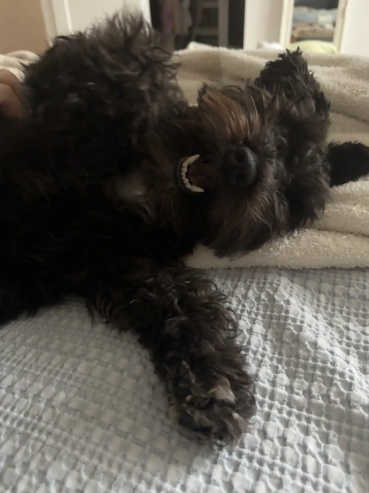 A fluffy black dog lies on its back on a textured white blanket, mouth open showing teeth in a playful or mock-aggressive…
