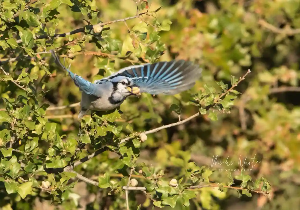 A blue jay with blue and gray feathers is perched on a branch among green oak leaves, holding an acorn in its beak while its…