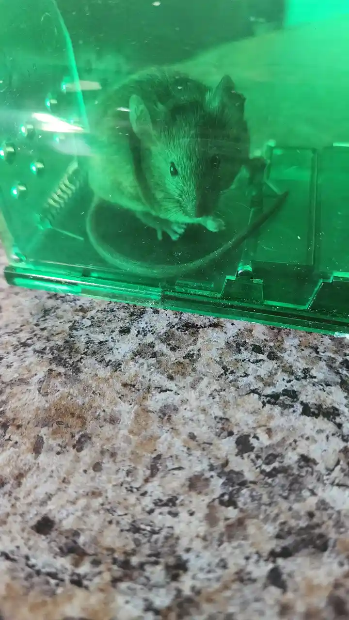 A small mouse is visible inside a transparent green plastic mouse trap, which is sitting on a speckled granite countertop…