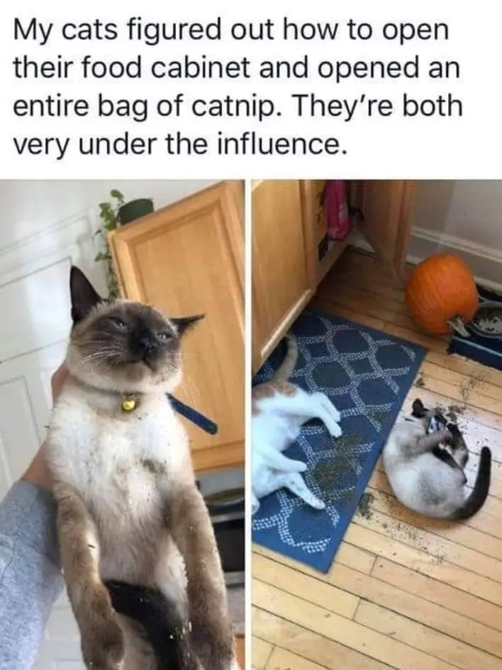 The image is a split-screen showing two cats after consuming catnip. On the left, a Siamese cat is held upright by a person…