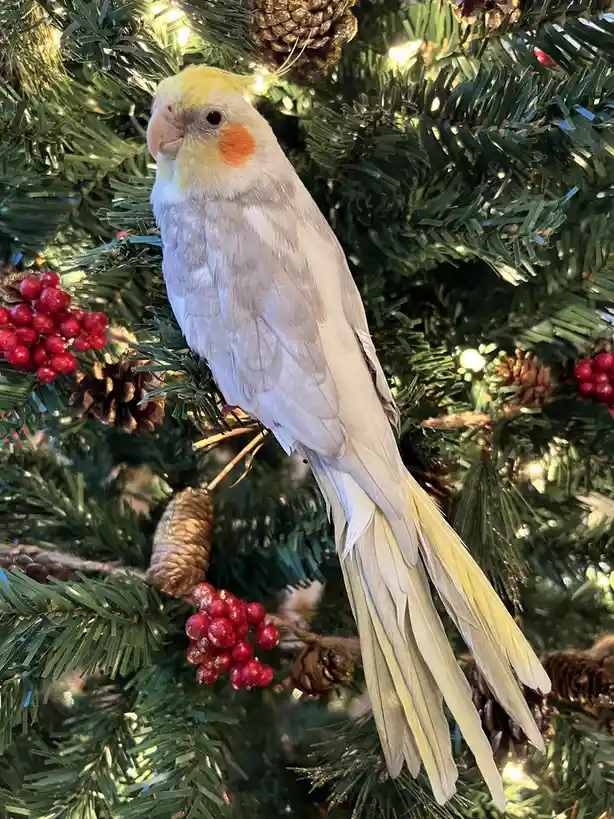 A cockatiel with yellow head feathers and orange cheek patches perches on a decorated christmas tree with pinecones and red…