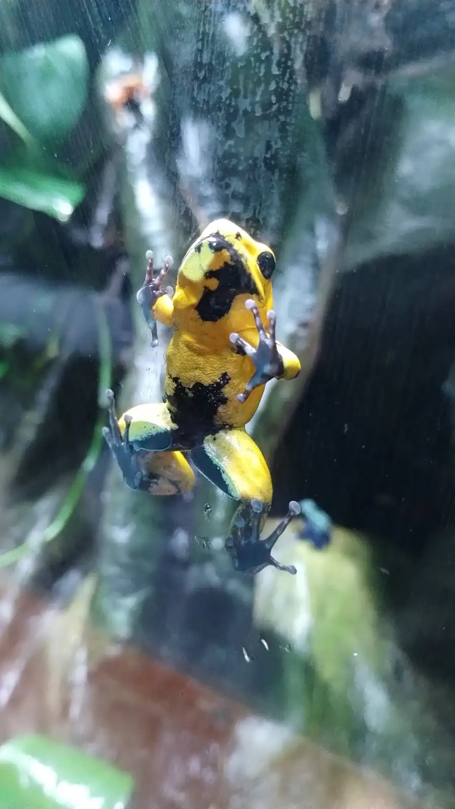 A vibrant yellow and black poison dart frog with dark blue feet is clinging to a wet glass surface, likely inside an…