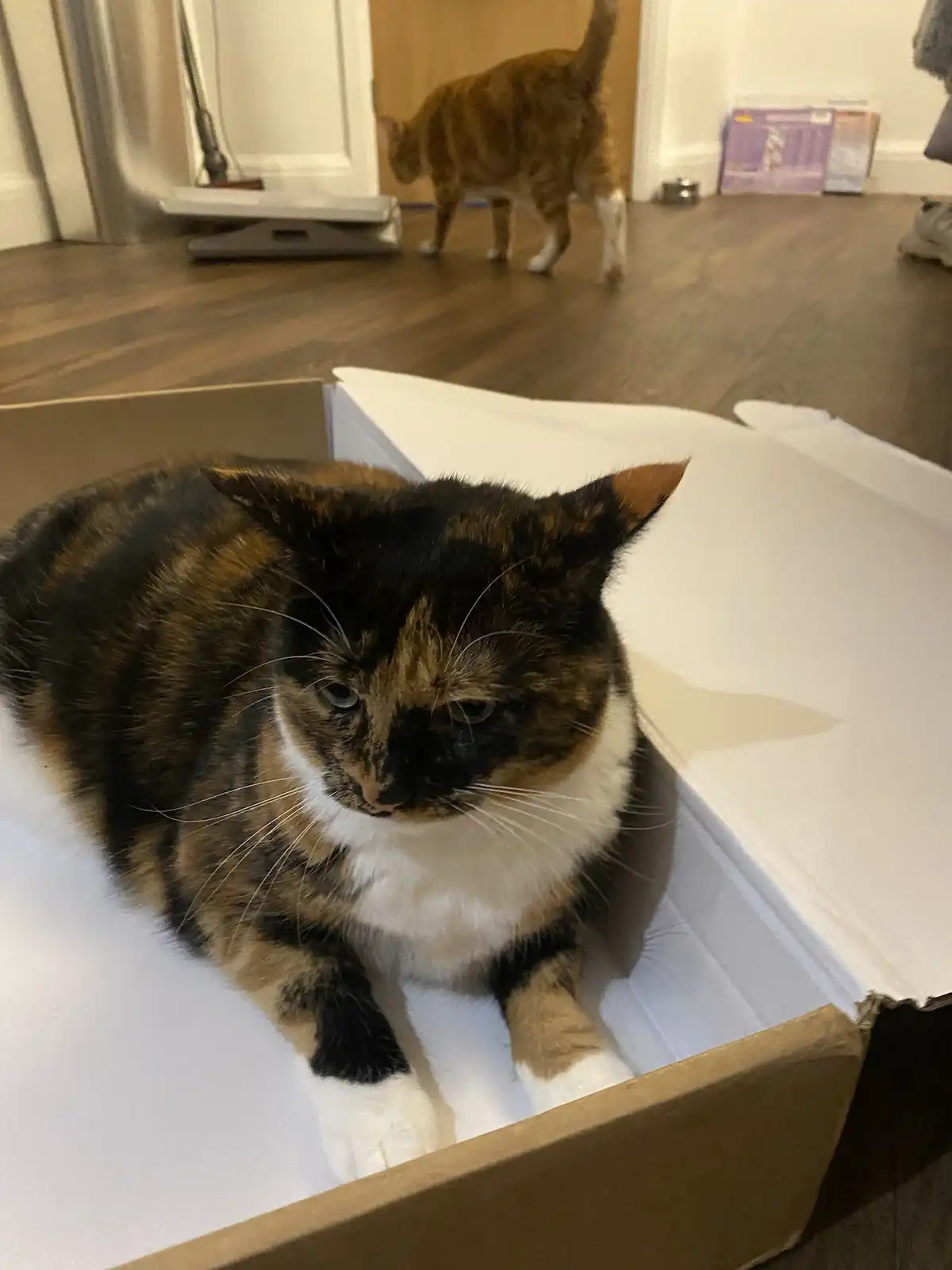 Crumble's Daily Snapshot: A Glimpse into the Life