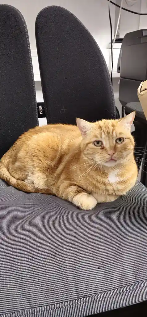 Introducing Charlie: The Newest Addition to Our Team
