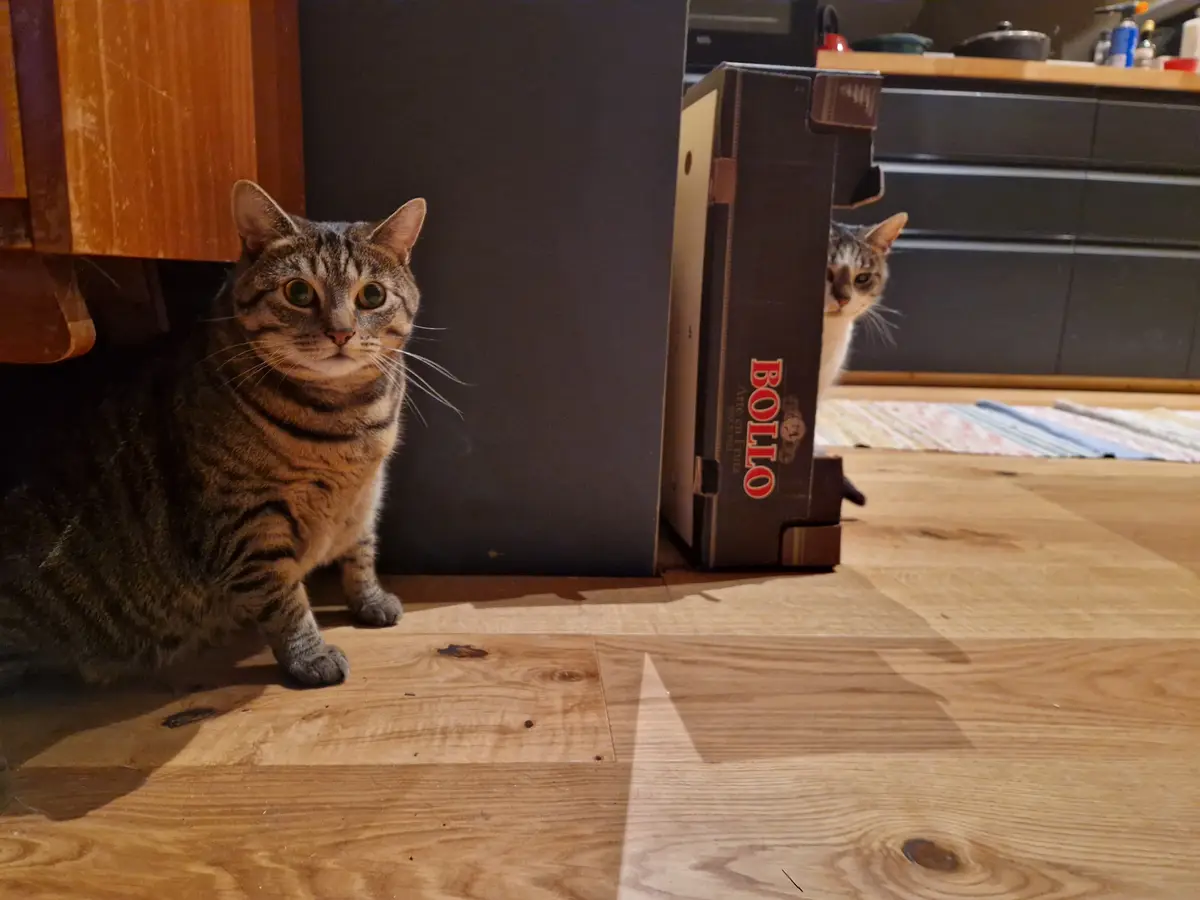 Two tabby cats are positioned on a wooden floor in a kitchen; one sits alertly in the foreground looking at the camera…