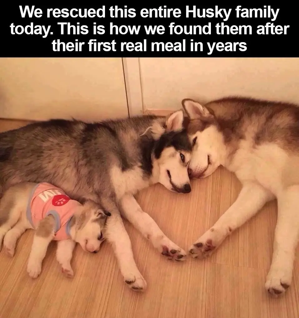 Adorable Huskies Stealing Hearts Everywhere