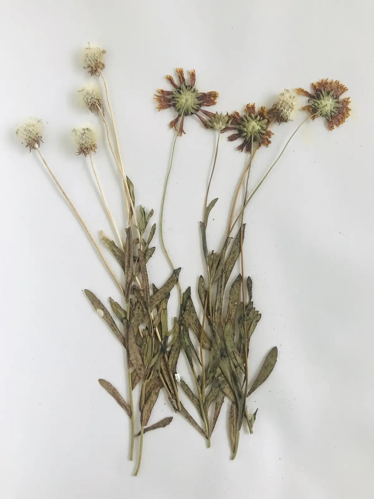 An overhead shot of several dried, withered flowers and stems laid out on a plain white surface. Some flowers have fluffy…