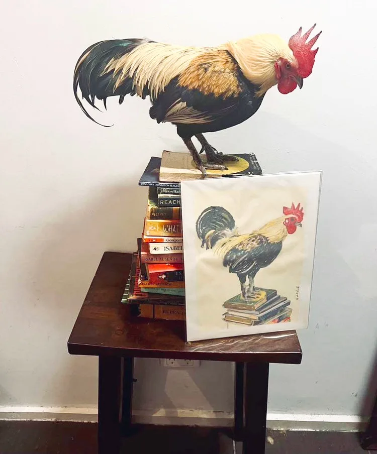 A real rooster stands atop a stack of books on a small wooden table, next to a framed print depicting an identical rooster…
