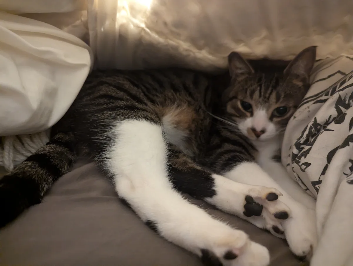 A tabby cat with white paws and chest is lying on a bed, partially covered by white sheets and a patterned blanket, looking…