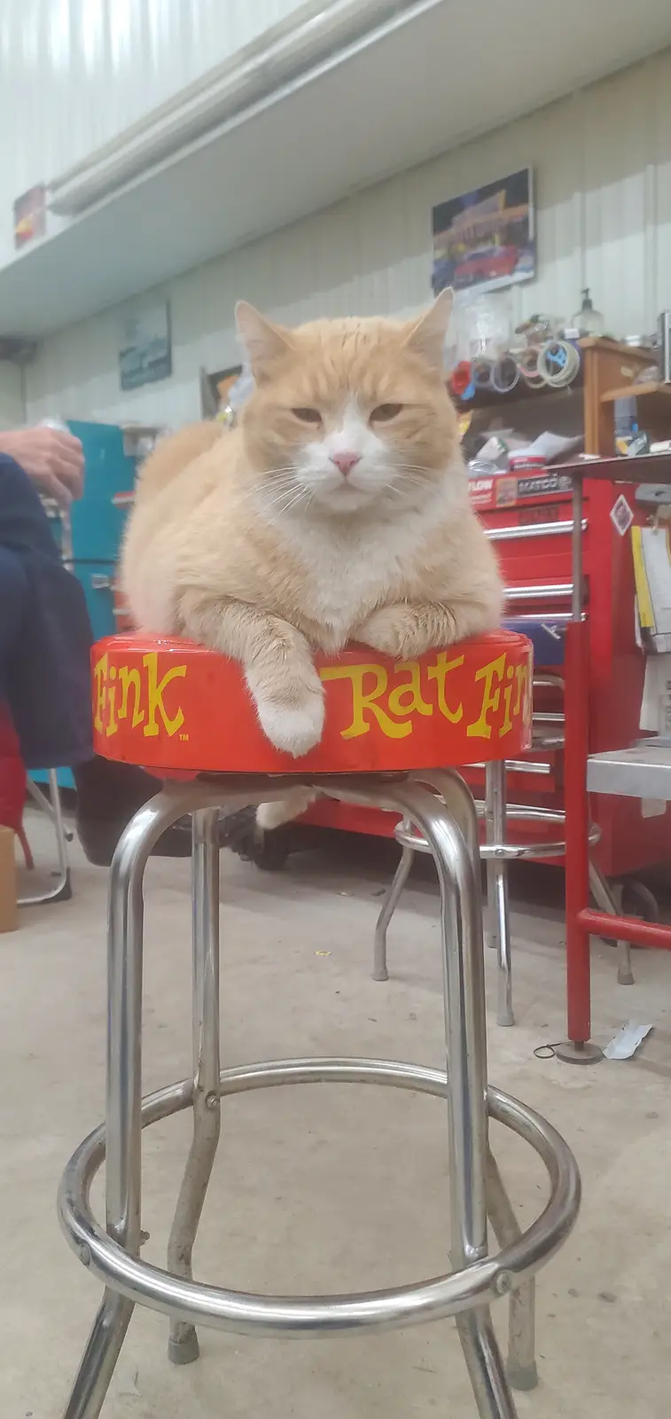 Meet Otis!
