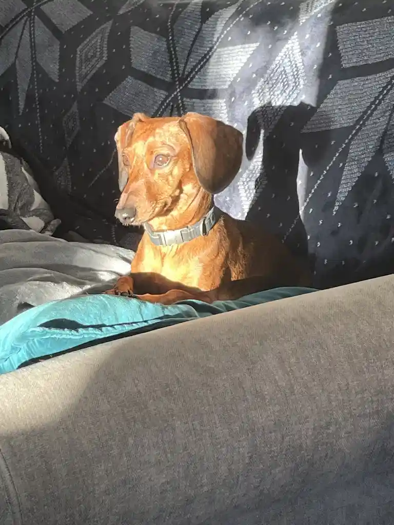 A reddish-brown dachshund sits calmly on a couch, bathed in sunlight, with a patterned blanket behind it. The dog wears a…