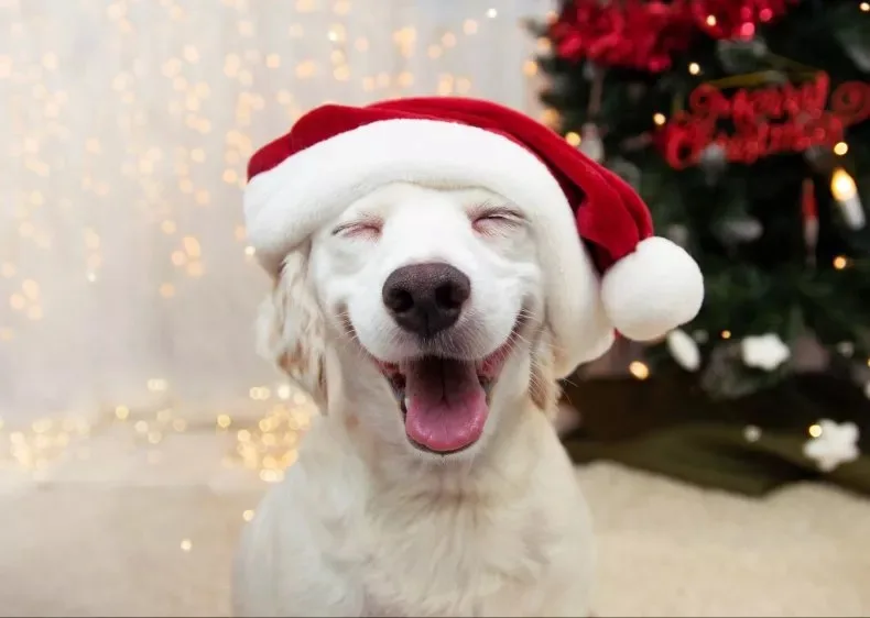 A white dog with its eyes closed and mouth open in a joyful expression, wearing a red and white Santa hat. Behind it is a…