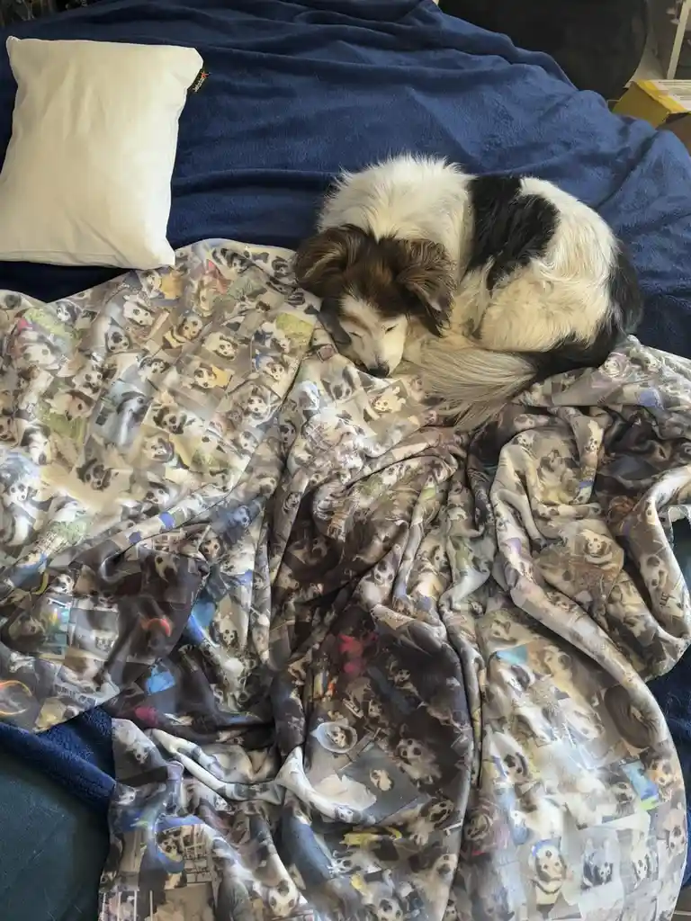A fluffy black and white dog is curled up sleeping on a rumpled blanket covered in photos of dogs, which is on top of a blue…