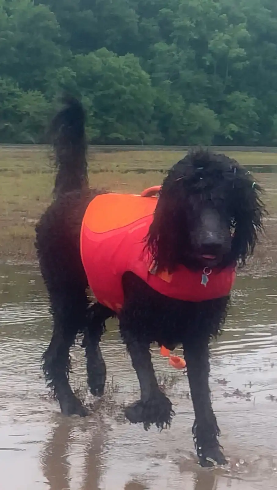 A black, curly-haired dog wearing a bright orange and red life jacket stands in shallow water, its tail raised. The…