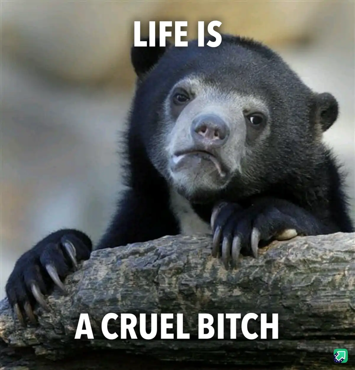 A close-up photo of a sad-looking spectacled bear resting its paws on a log, with the text 'LIFE IS' at the top and 'A CRUEL…