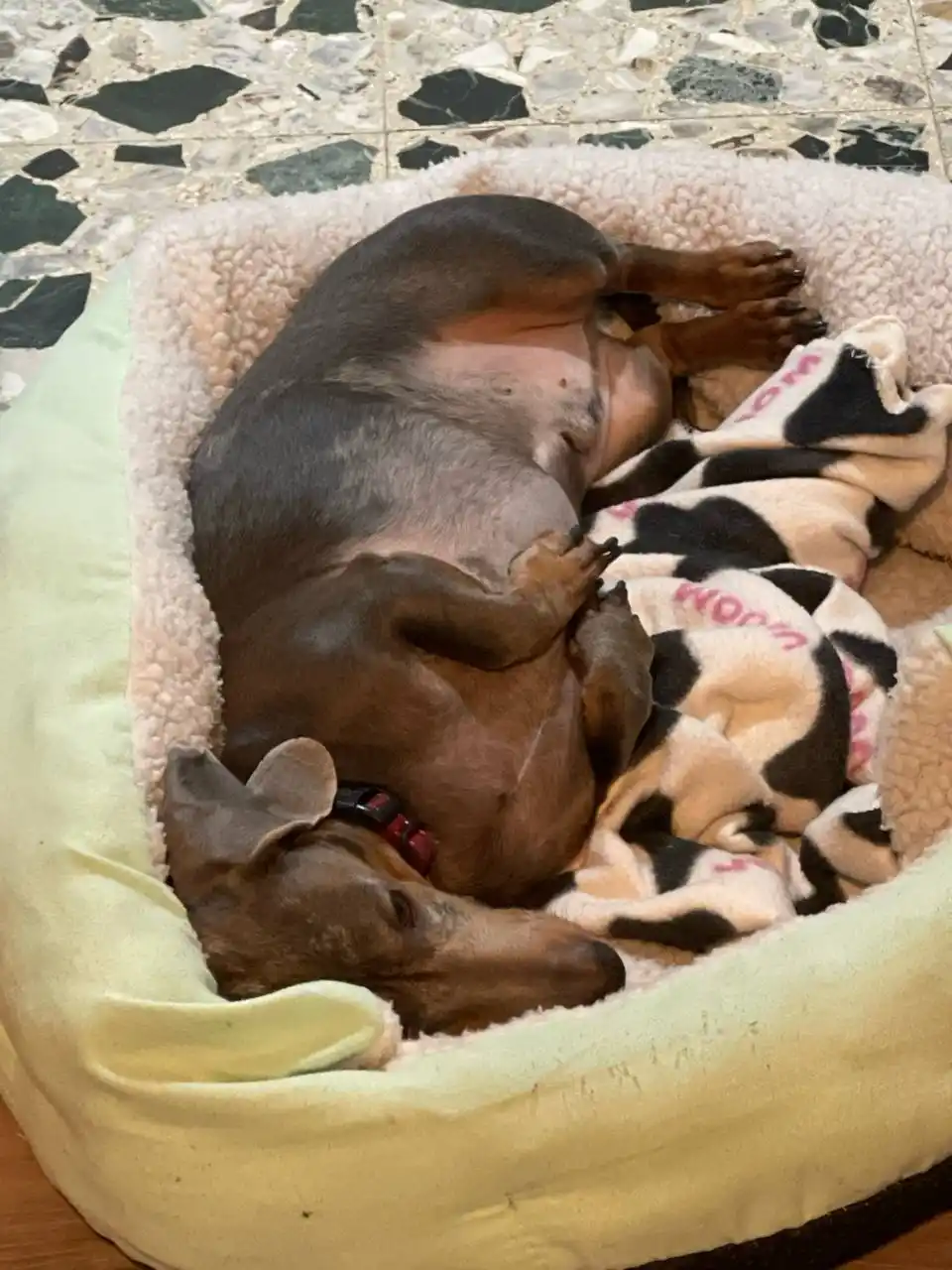 A brown dachshund is curled up and sleeping soundly in a light green pet bed, with its belly exposed and paws tucked in. The…