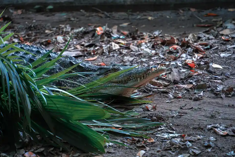 A large crocodile is partially hidden behind green palm fronds, its head and upper body visible on a leaf-littered dirt…