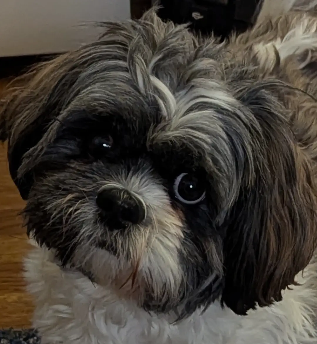 A close-up photo of a small, fluffy dog with dark, expressive eyes and shaggy black-and-white fur, looking directly at the…