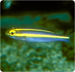 A small, slender fish with a bright yellow stripe along its body and a blueish hue swims in an aquarium. The fish has large…