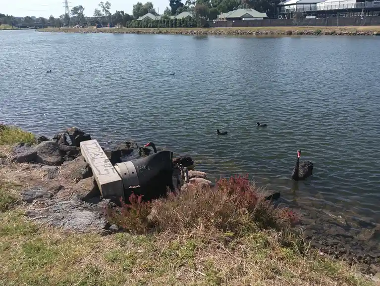 A black swan with a red beak swims near the shore of a calm lake, with several other waterfowl visible in the water. On the…