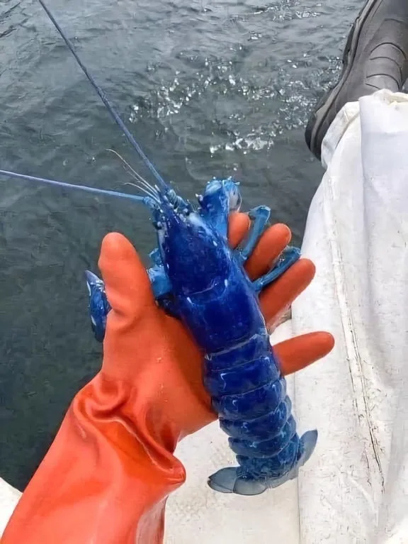 a person wearing an orange rubber glove holds a bright blue lobster above dark water, with a black boot and white boat edge…