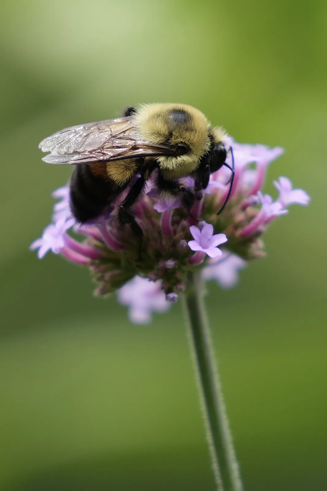 A close-up photograph shows a fuzzy, yellow-and-black bumblebee perched on a cluster of small, light purple flowers against…