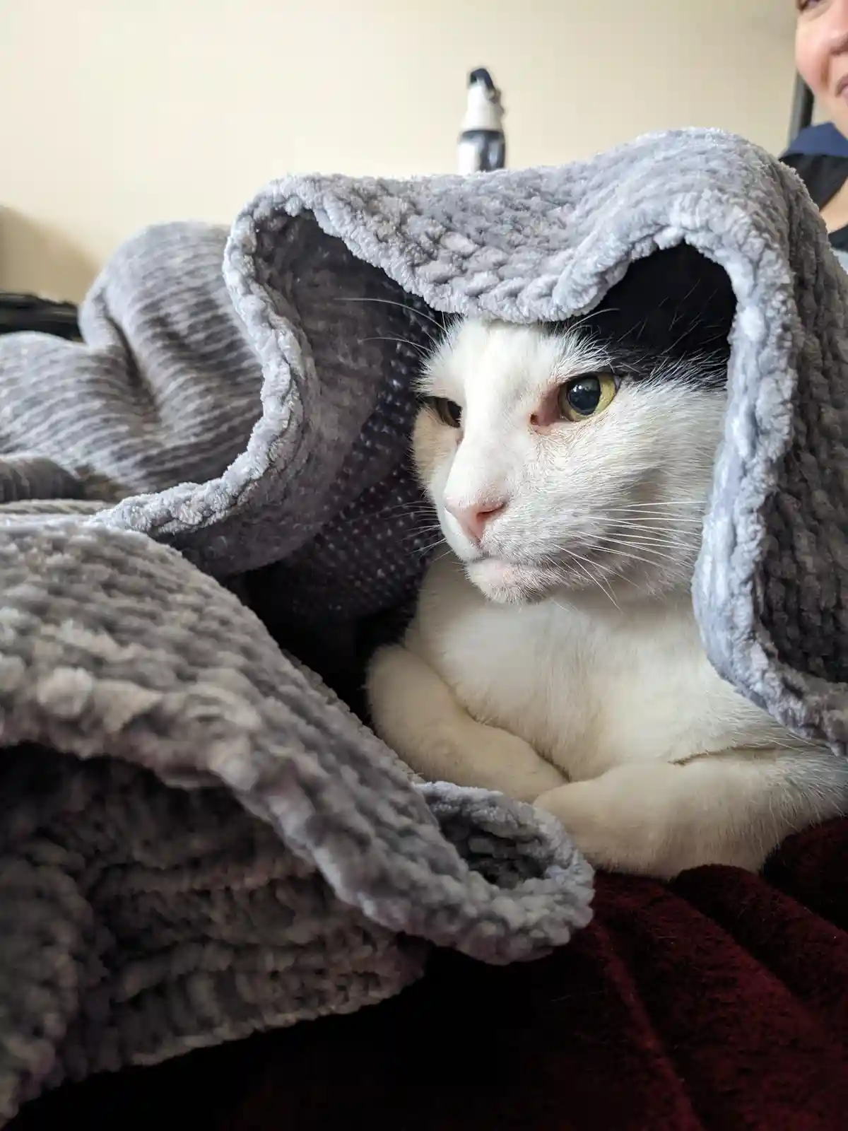 A white and black cat with yellow eyes is partially covered by a grey, textured blanket draped over its head, looking…