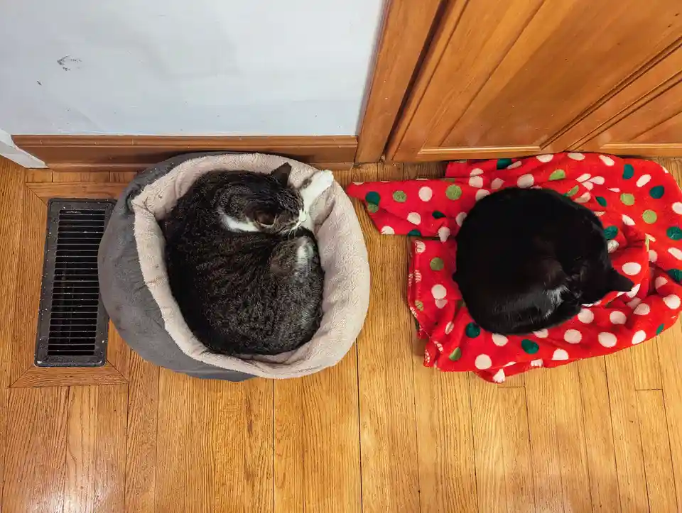Two cats are curled up sleeping side-by-side on separate beds on a wooden floor, one in a grey pet bed and the other on a…