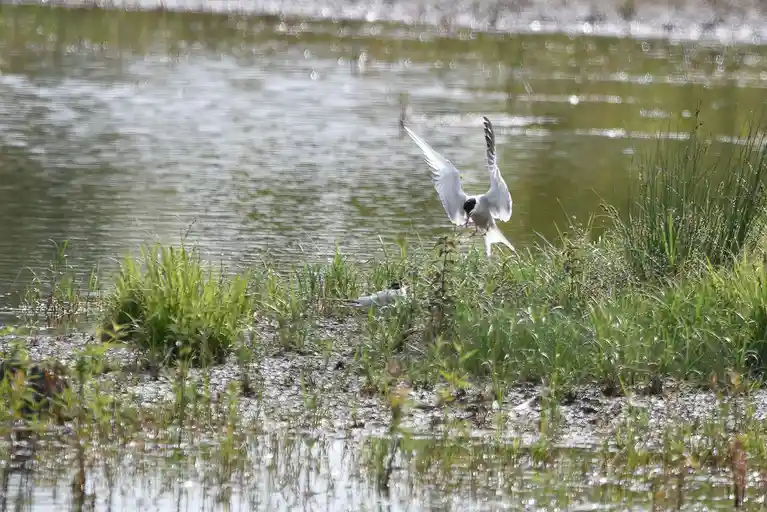 A white bird with black head and red beak and legs is captured mid-air, wings spread, hovering over green grass near water…