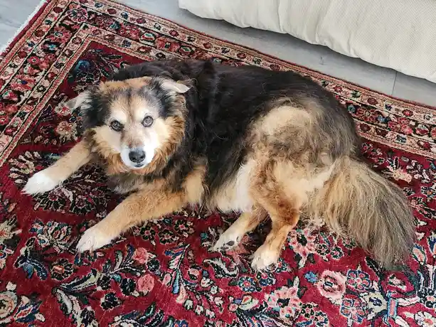 A fluffy, long-haired dog with a mix of black, tan, and white fur is lying relaxed on a red, ornate patterned rug. The dog…