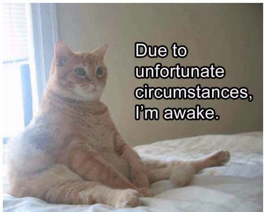 An orange tabby cat sits on a bed with a bored, unimpressed expression, looking slightly to the side. The text overlaid on…