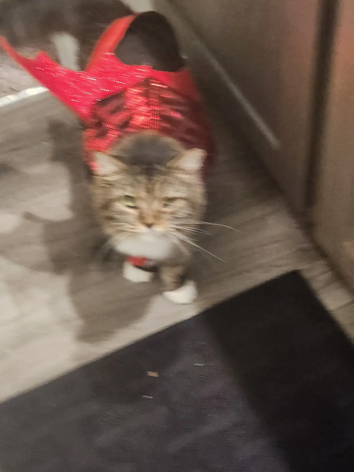 A blurry photo of a tabby cat with white paws standing on a floor, wearing a red sequined costume resembling a superhero or…
