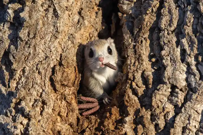 A small, light-brown squirrel with large dark eyes and a pink nose peeks out from a natural crevice in rough, textured tree…