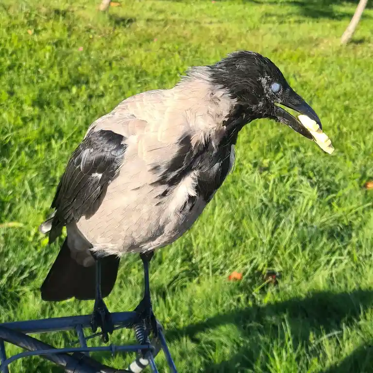 My crow embracing her chaotic side
