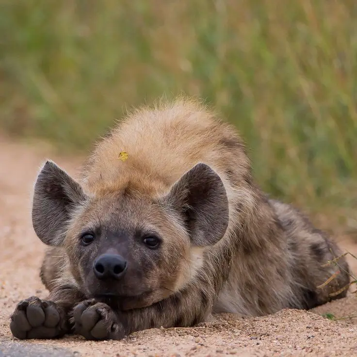 A young spotted hyena lies on sandy ground with its paws tucked under its chin, looking directly at the camera with a…