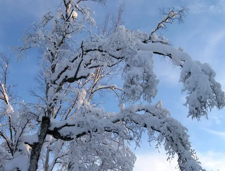 A tree with branches heavily coated in snow against a clear blue sky, with the overlaid text reading 'i'm not lazy, i'm in…