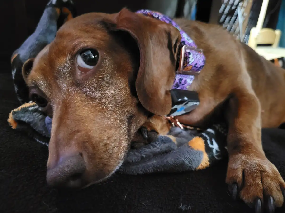 A close-up photo of a brown dachshund lying on a dark blanket, looking directly at the camera with large, watery eyes that…