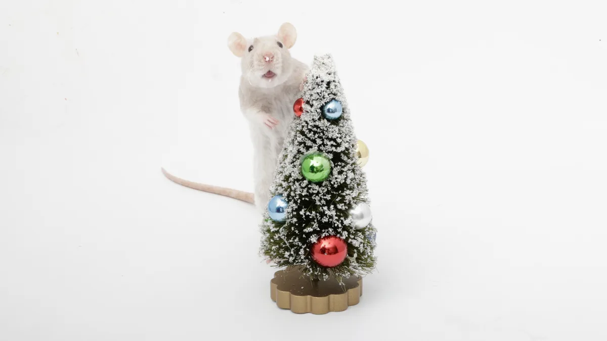 A white rat stands upright next to a small, decorated Christmas tree with colorful ornaments and artificial snow, looking…