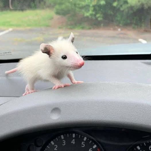 A small, fluffy white opossum stands on the dashboard of a car, looking directly at the camera with a curious expression…